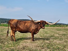 Bugizm