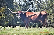 JTW DULEE DE LECHE 6