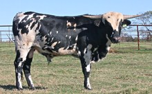 151 unnamed bull calf