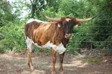 62- unnamed heifer