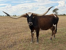 M2 STARBRIGHT 🇺🇸