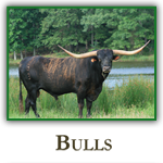 Bulls